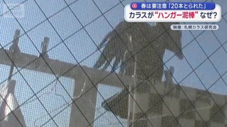 ハンガーを持ち去るカラス