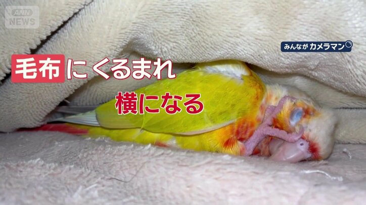 毛布にくるまれ、横になる