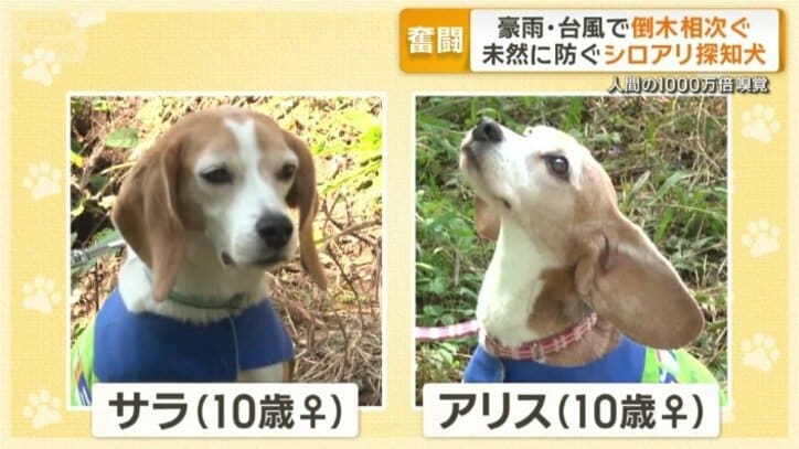 2匹のビーグル犬