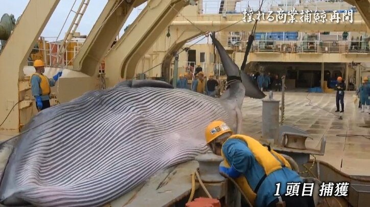 “航路は開けど、視界は不良”…商業捕鯨再開も、クジラの街・下関の関係者に残る不安