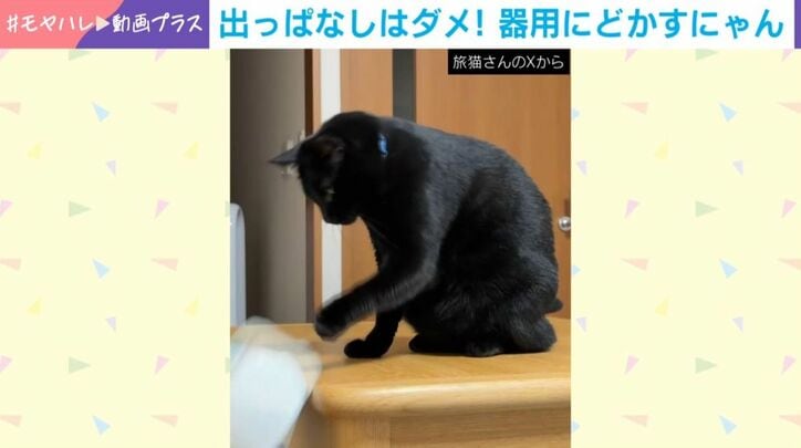 猫の黒豆くん