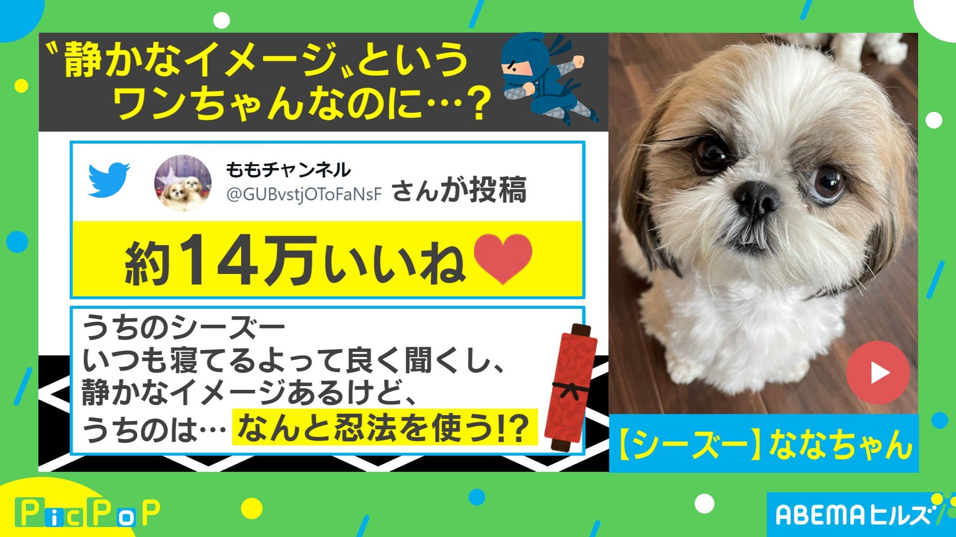 まるで忍者!? 機敏な動きをする「シーズー犬」が話題 飼い主「いつもお腹にダイブしてきます」 | 話題 | ABEMA TIMES | アベマタイムズ