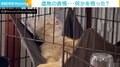 一生懸命ペロペロするも「無駄だった」、猫が茫然自失 飼い主「たまにこの顔をします」