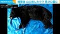 捕獲後 山に放したクマ 再び公園に