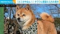“チワワ”に勘違いされた柴犬 凛々しい立ち姿に「どこがやねん！」とツッコミの声