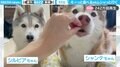 容赦無しの“ムシャ” 性格の違う2匹のハスキー おやつの食べ方に「どっちもかわいー」と悶絶の声