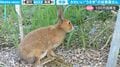 迷惑行為？ 野生のウサギが農園に侵入！勝手にブルーベリーをパクパク… なぜ、すぐに追い払われない？ むしろ大歓迎されるワケ