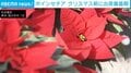 色鮮やかな「ポインセチア」 クリスマスを前に出荷最盛期