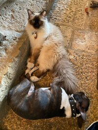 中村江里子『とにかく穏やかに!!って言い聞かせています。』