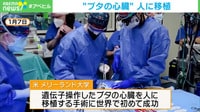 【映像】世界初 ブタの心臓を人に…移植手術の様子