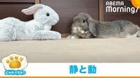 【映像】わんぱくうさぎのリラックスポーズ