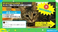 “絶望する猫” わかりやすい猫の表情変化に爆笑の渦
