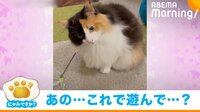【映像】猫の破壊力抜群な“おねだり”