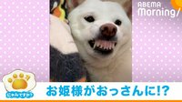 食事中だけお姫様→おっさんキャラに変身する柴犬