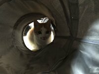 坂上忍『独り言』