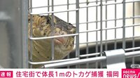 「道路にワニか、トカゲが1匹いる」と通報 住宅街で体長およそ1メートルのトカゲを捕獲 福岡県直方市 【ABEMA TIMES】