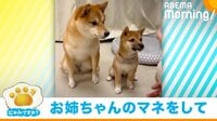 【映像】妹に“おかわり”を教える姉の柴犬