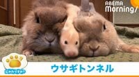 【映像】ウサギの間をスルッと通過するハムスター