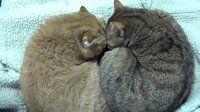 10CATS. ~動画総集編 Part7~ | AbemaTV(アベマTV)