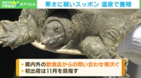 【映像】新潟でスッポン養殖？ 雪国なのに“冬眠しない”、通常5年が1年で出荷できるようになる理由
