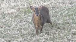 クマいない千葉県で…キョン増殖「人恐れない」　鳴き声に住民困惑　農作物被害が深刻