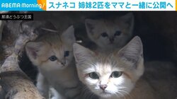 “砂漠の天使”スナネコの3姉妹 残る2匹も母親と公開へ