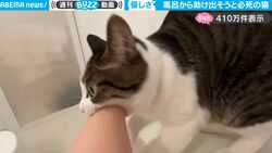 逃げるニャー！ 飼い主を“危ない場所”から救い出そうと全力で奮闘する猫がかわいすぎて話題に「優しい子」