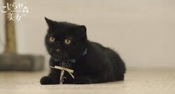 『こじらせ森の美女』に登場する黒猫がかわいすぎると話題に「癒される～」