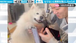 なでなでを中断してスマホを見たら…容赦なくスマホを叩き落とすワンコがかまってちゃんすぎる「スマホより私でしょ