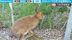 迷惑行為？ 野生のウサギが農園に侵入！勝手にブルーベリーをパクパク… なぜ、すぐに追い払われない？ むしろ大歓迎されるワケ
