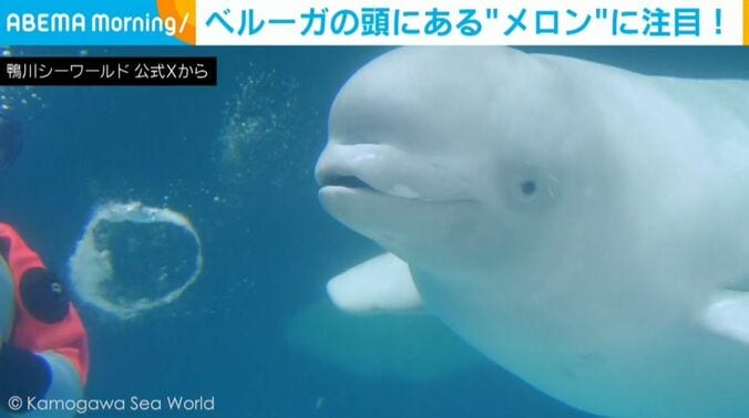 ベルーガ