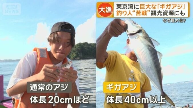 通常のアジと比べると…