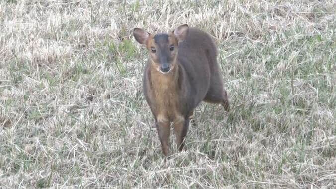 クマいない千葉県で…キョン増殖「人恐れない」　鳴き声に住民困惑　農作物被害が深刻 1枚目
