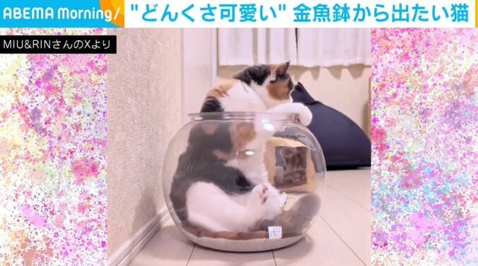 ブリティッシュショートヘアのみゅーちゃん