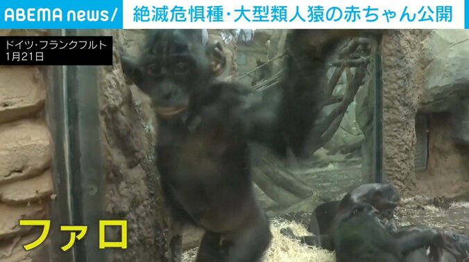 ボノボの「ファロ」