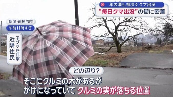 クルミの木の周辺に子グマ出没