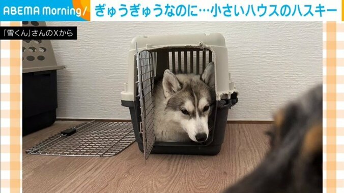 シベリアン・ハスキーの霰ちゃん（生後9カ月）