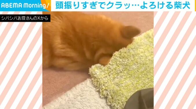 柴犬のようこちゃん