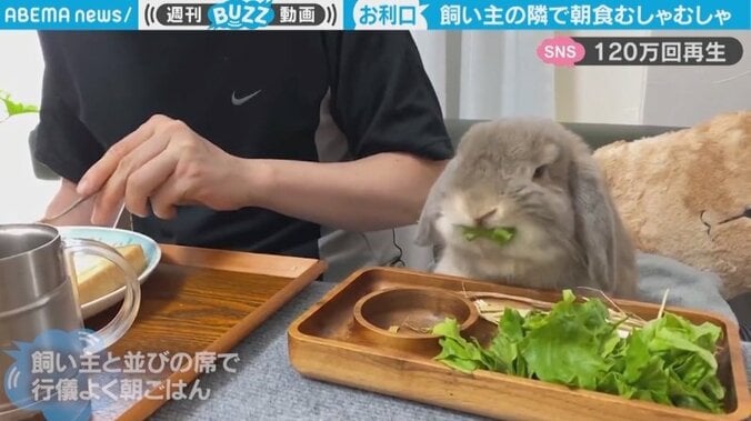 ウサギが飼い主と一緒にテーブルで食事 並んで“ムシャムシャ”食べる姿に「とても行儀良い」「こうゆう生活したい」癒やされる人続出 1枚目