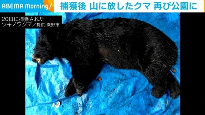 捕獲されたツキノワグマ