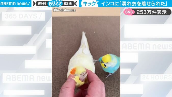 インコを撫でていたら別のインコが横からまさかの蹴り！ 知られざる愛情表現に反響「そんな意味があったのか！」 1枚目