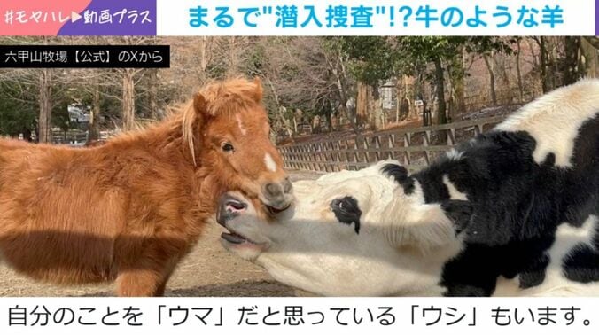 ランボルギーニちゃん
