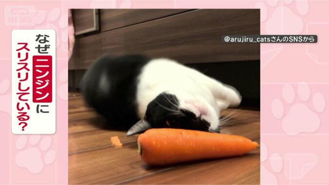 なぜスリスリするの？