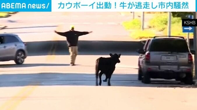 逃走する牛