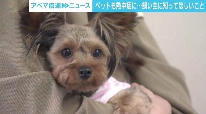 ペットも熱中症になる…重要なのは飼い主の意識 「ペットについて知って、常日頃から健康管理を」 1枚目