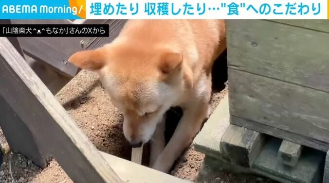 柴犬の「もなか」ちゃん