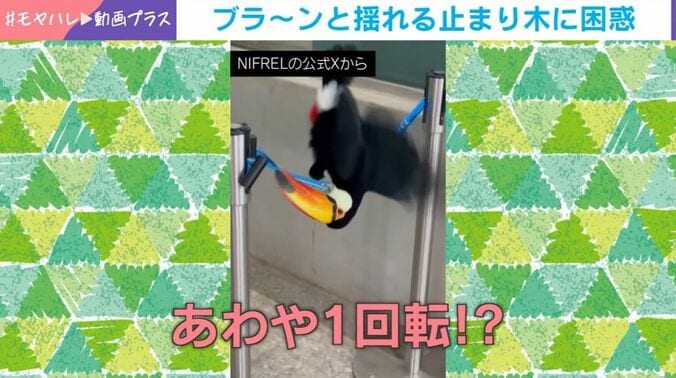 オニオオハシのポンズくん