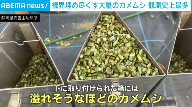 カメムシ