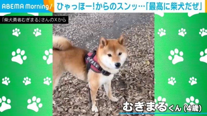 柴犬のむぎまるくん（4歳）