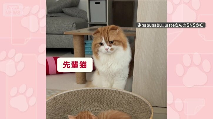 子猫をじっと見つめる